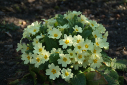 Primula vulgarisStengelloze sleutelbloem bestellen